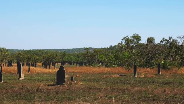 a wide view of magnetic termite mound in litchfield national park in australia's northern territory