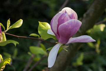 Closeup of pink magnolia blossom