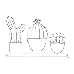 pots with desert plants in shelf