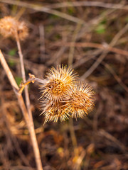 dead flower heads spiky close up brown stalks autumn