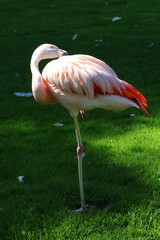 Flamingo