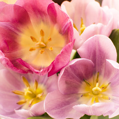 Obraz na płótnie Canvas Pink and purple tulips in the garden