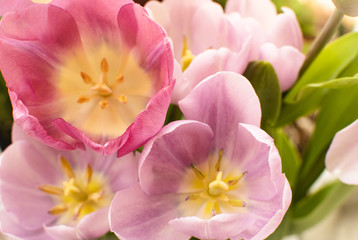 Pink and purple tulips in the garden