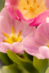 Fototapeta na wymiar Pink and purple tulips in the garden