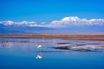 laguna chaxa © Pat on stock
