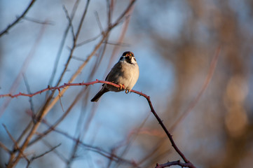 Singing sparrow