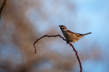 Sparrow pose