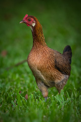 Hen in the park