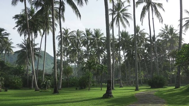 The camera moves on Coconut Palm Trees in Palm Grove on Tropical Island.
