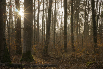 Laubwald im Dezember mit Sonnenstern