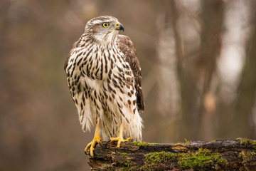Birds of prey - Young northern goshawk (Accipiter gentilis). Wildlife scenery, Slovakia, Europe.