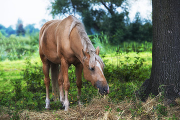 Close up on horse on the field
