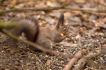 Red squirrel, Sciurus vulgaris, Cute arboreal, omnivorous rodent . Portrait of eurasian squirrel in natural environment.