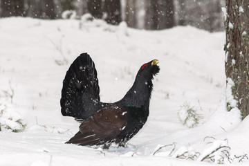 Wood grouse (Tetrao urogallus) adult male lekking