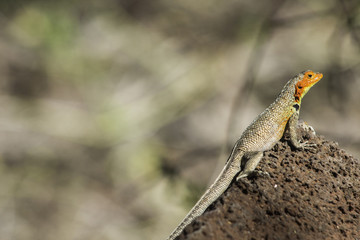 Galapagos lizard