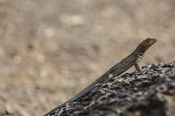 Galapagos lizard