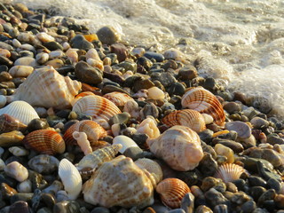 Seashell