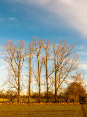 Fototapeta na wymiar row of bare trees landscape sky field land outside autumn day