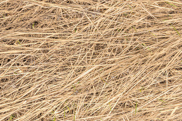 Thatched Background