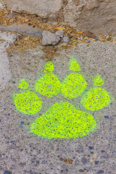 Bear print painted in fluorescent green