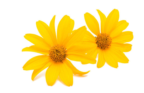 Fototapeta yellow flower isolated