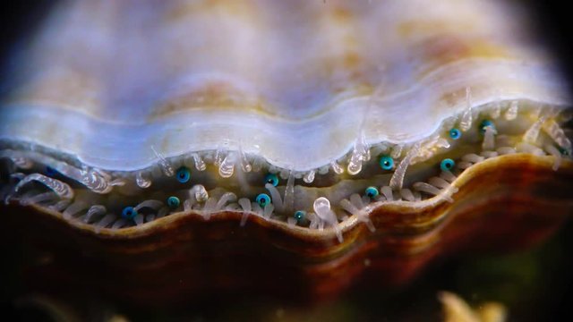 Blue eyes and tentacles near the Black Sea mollusk Scallop (Flexopecten ponticus).