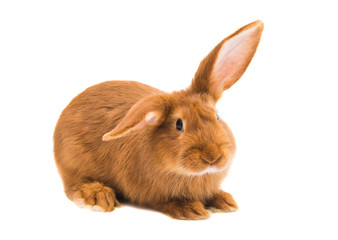 Naklejka premium red rabbit isolated