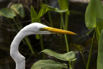 Grande Aigrette,. Ardea alba, Great Egret