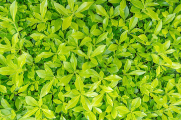 green grass natural background texture.