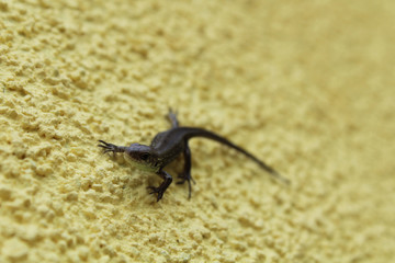 Lizard on the wall