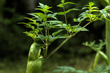 Naklejka premium A flower of a angelica growing on a summer meadow.