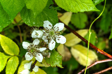 The bramble flower growing in the summer wood.
