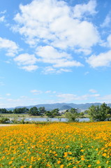 Obraz premium 武庫川河川敷のコスモス畑