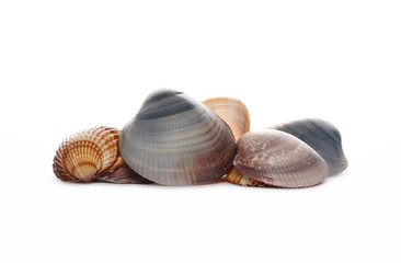 shell and pile sand isolated on white background
