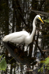 Grande Aigrette,. Ardea alba, Great Egret