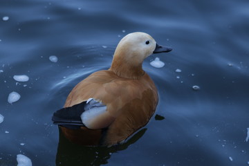 Golden Duck Ruddy Shelduck, A Golden Light Brown Duck with Black Beak and Black Tail