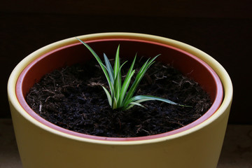 Jungpflanze, Sämling, im Blumentopf