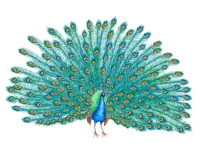 Peacock bird with lush tail isolated on white background. Watercolor. Illustration. Clip-art. Handmade
