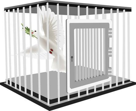colomba bianca in gabbia
