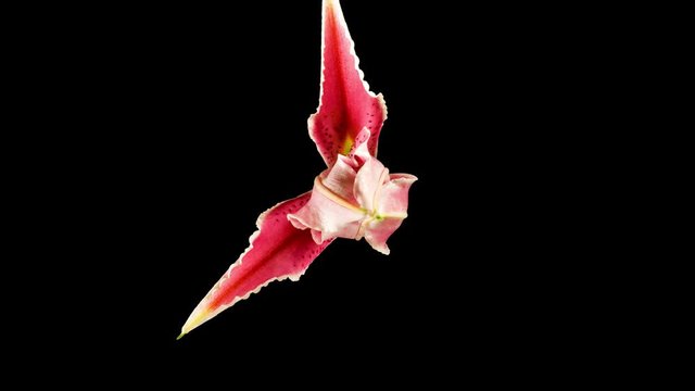 Beautiful time lapse of a lily opening up. Includes Alpha Channel.
