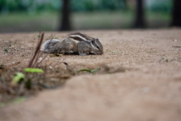Squirrel on the ground in India
