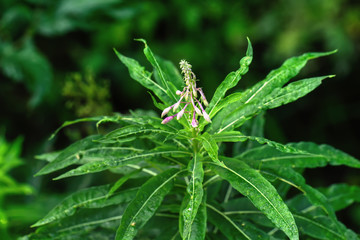 The willow-herb flower growing on a summer meadow.