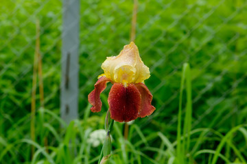 The flower of a decorative iris growing in a summer garden.