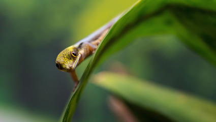 Aufmerksamer Taggecko