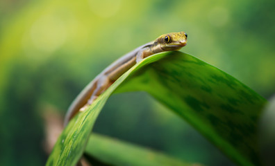 Taggecko auf Pflanze