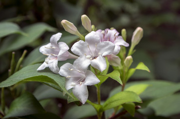 Obraz na płótnie Canvas Weigela shrub with white and pale pink flowers on branches
