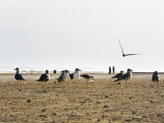 Möwen in Essaouira