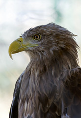 Fototapeta premium head of an eagle