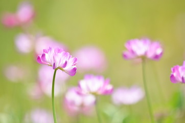 Fototapeta premium レンゲ畑