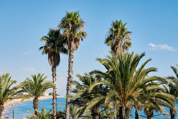 Fototapeta na wymiar Seacoast view. Palm trees, beach and blue sky.